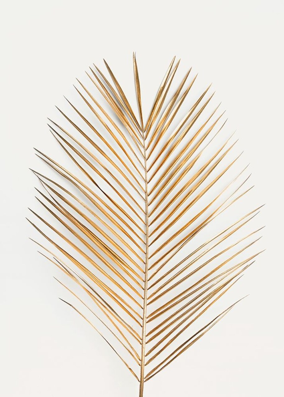 Palm Leaf Gold Poster Print by Design Fabrikken Design Fabrikken - Item # VARPDXMF9691444